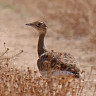 В Саратовской области посчитают краснокнижных стрепетов