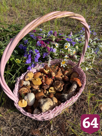 Саратовцы собирают в лесах грибы и землянику